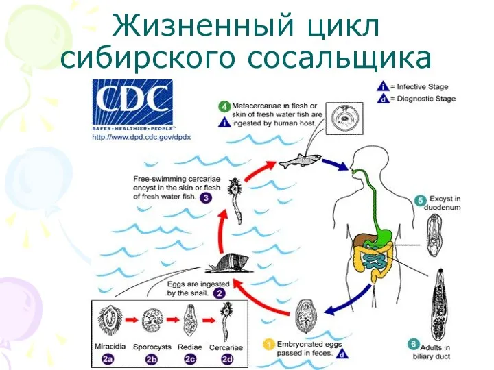 Жизненный цикл сибирского сосальщика