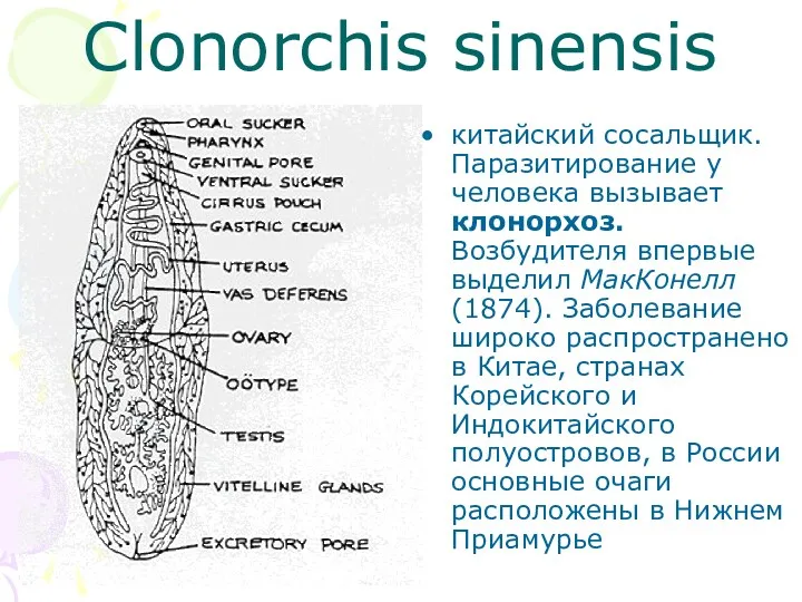 Clonorchis sinensis китайский сосальщик. Паразитирование у человека вызывает клонорхоз. Возбудителя