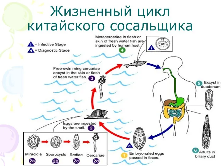 Жизненный цикл китайского сосальщика