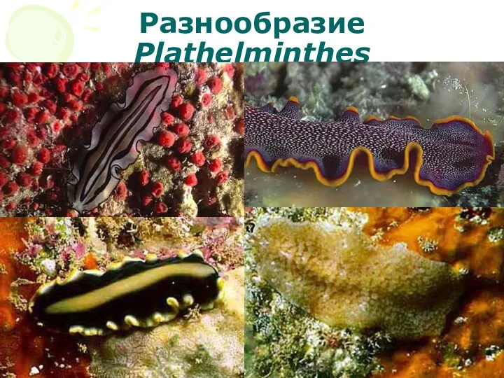 Разнообразие Plathelminthes