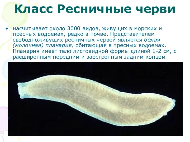 Класс Ресничные черви насчитывает около 3000 видов, живущих в морских