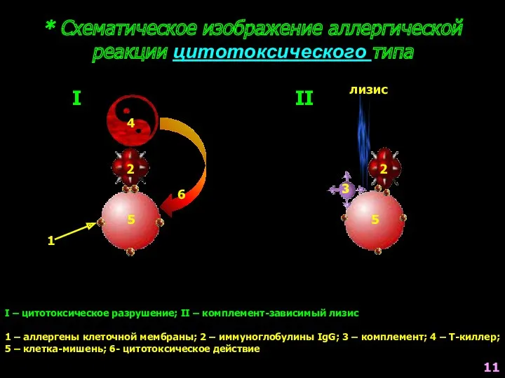 * Схематическое изображение аллергической реакции цитотоксического типа I – цитотоксическое разрушение; II –