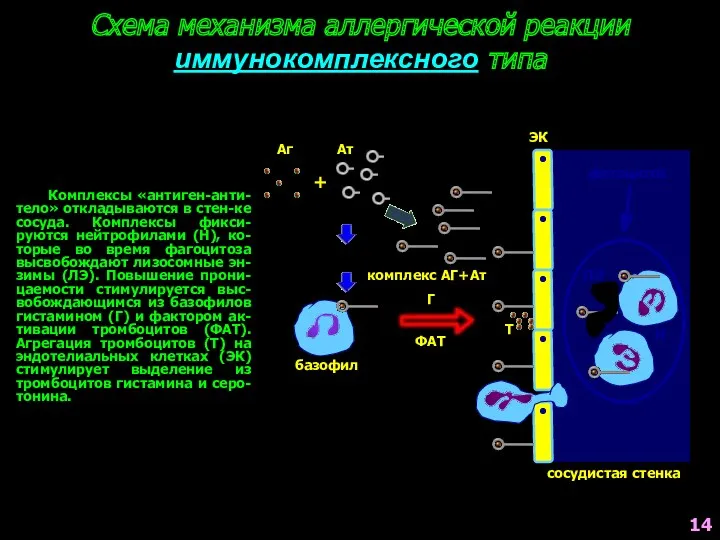 Схема механизма аллергической реакции иммунокомплексного типа Комплексы «антиген-анти-тело» откладываются в стен-ке сосуда. Комплексы