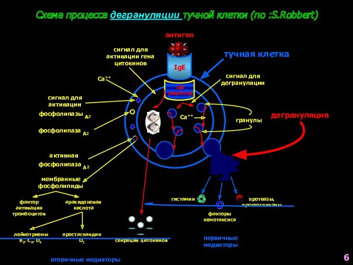 Схема процесса дегрануляции тучной клетки (по :S.Robbert) антиген IgE IgE рецептор секреция цитокинов