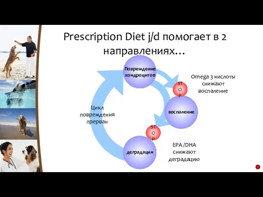 STOP Prescription Diet j/d помогает в 2 направлениях… STOP Цикл повреждения прерван EPA