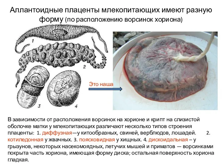 В зависимости от расположения ворсинок на хорионе и крипт на