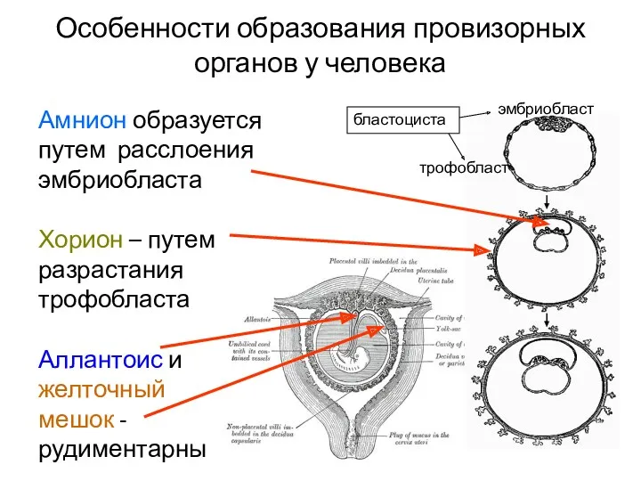 Особенности образования провизорных органов у человека Амнион образуется путем расслоения