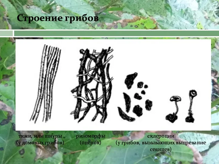 Строение грибов тяжи, или шнуры (у домовых грибов) ризоморфы (опенок) склероции (у грибов, вызывающих выпревание сеянцев)