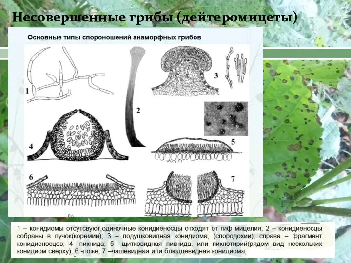 Несовершенные грибы (дейтеромицеты)