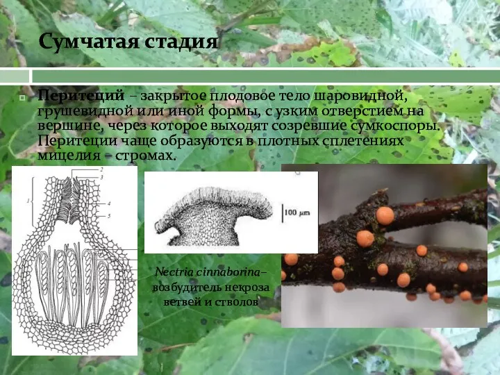 Перитеций – закрытое плодовое тело шаровидной, грушевидной или иной формы,