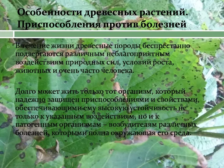 Особенности древесных растений. Приспособления против болезней В течение жизни древесные