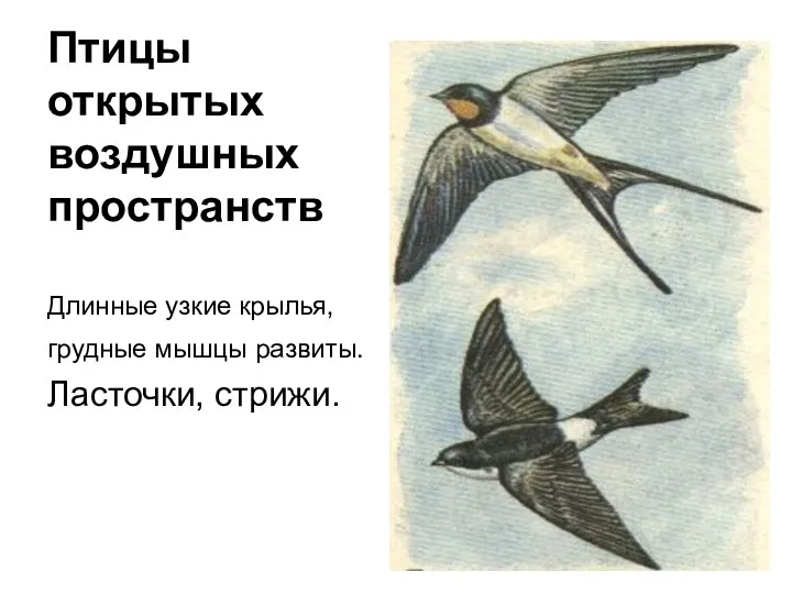 Птицы открытых воздушных пространств Длинные узкие крылья, грудные мышцы развиты. Ласточки, стрижи.