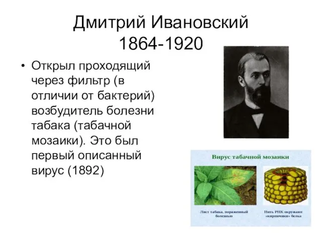 Дмитрий Ивановский 1864-1920 Открыл проходящий через фильтр (в отличии от бактерий) возбудитель болезни