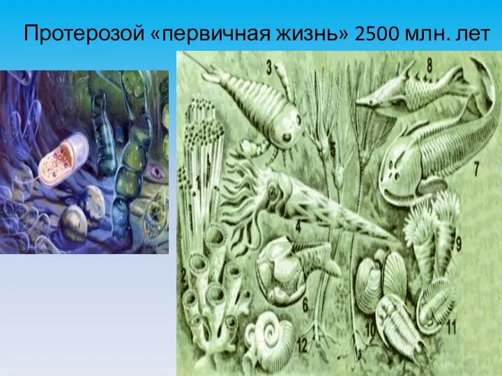 Протерозой «первичная жизнь» 2500 млн. лет