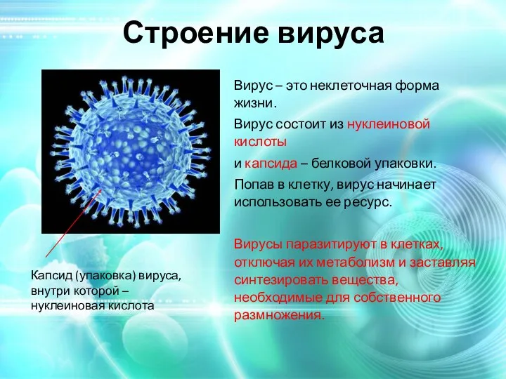 Капсид (упаковка) вируса, внутри которой – нуклеиновая кислота Вирус –