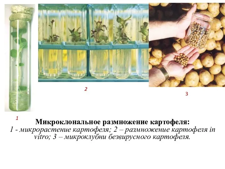 Микроклональное размножение картофеля: 1 - микрорастение картофеля; 2 – размножение