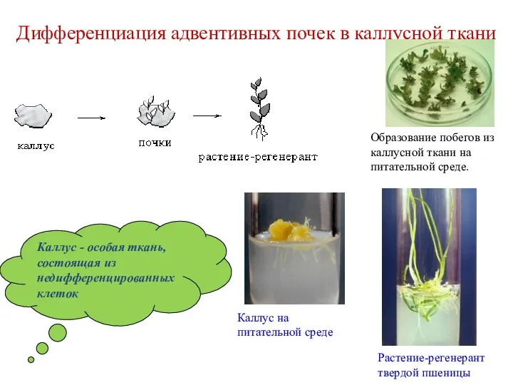 Дифференциация адвентивных почек в каллусной ткани Растение-регенерант твердой пшеницы Каллус