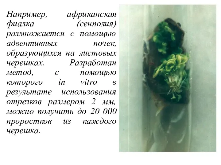Например, африканская фиалка (сенполия) размножается с помощью адвентивных почек, образующихся