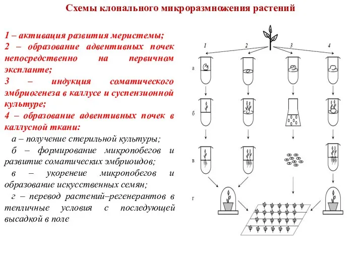 Схемы клонального микроразмножения растений 1 – активация развития меристемы; 2