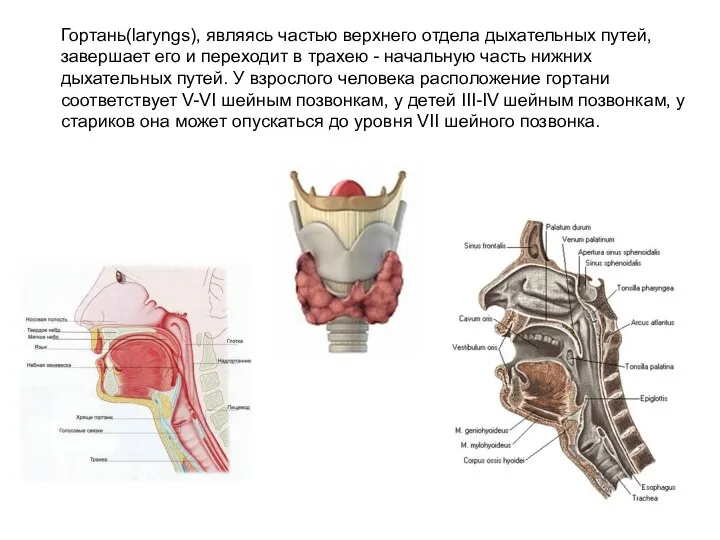 Гортань(laryngs), являясь частью верхнего отдела дыхательных путей, завершает его и