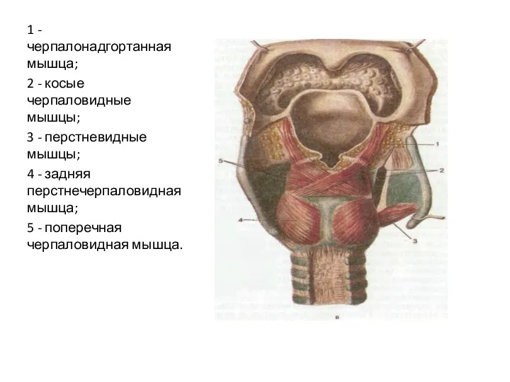 1 - черпалонадгортанная мышца; 2 - косые черпаловидные мышцы; 3