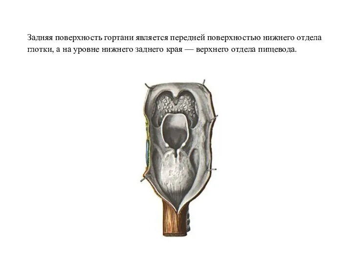 Задняя поверхность гортани явля­ется передней поверхностью нижнего отдела глотки, а