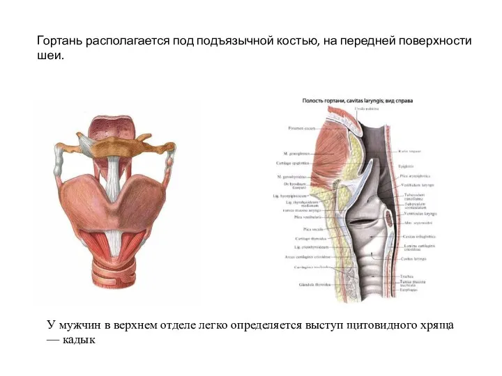 Гортань располагается под подъязычной костью, на перед­ней поверхности шеи. У