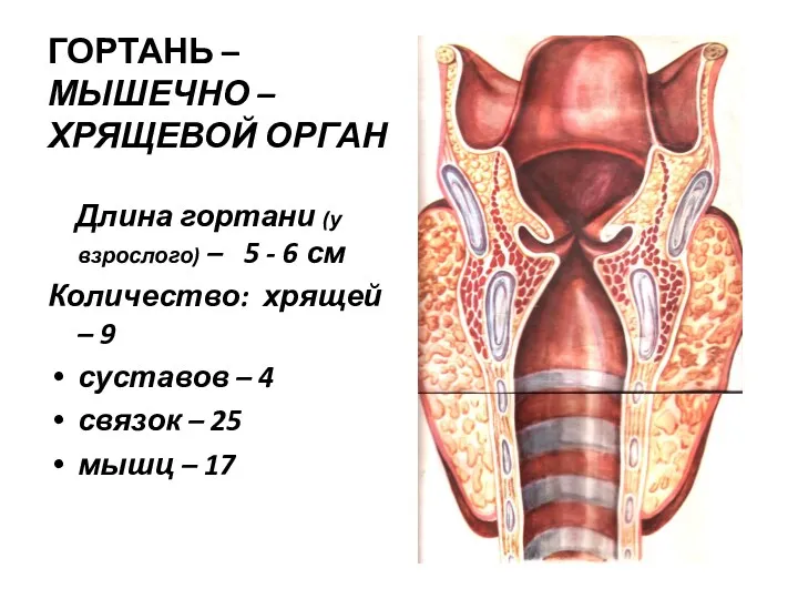 ГОРТАНЬ – МЫШЕЧНО – ХРЯЩЕВОЙ ОРГАН Длина гортани (у взрослого)