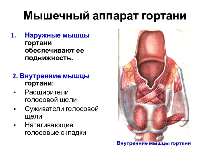 Мышечный аппарат гортани Наружные мышцы гортани обеспечивают ее подвижность. 2.