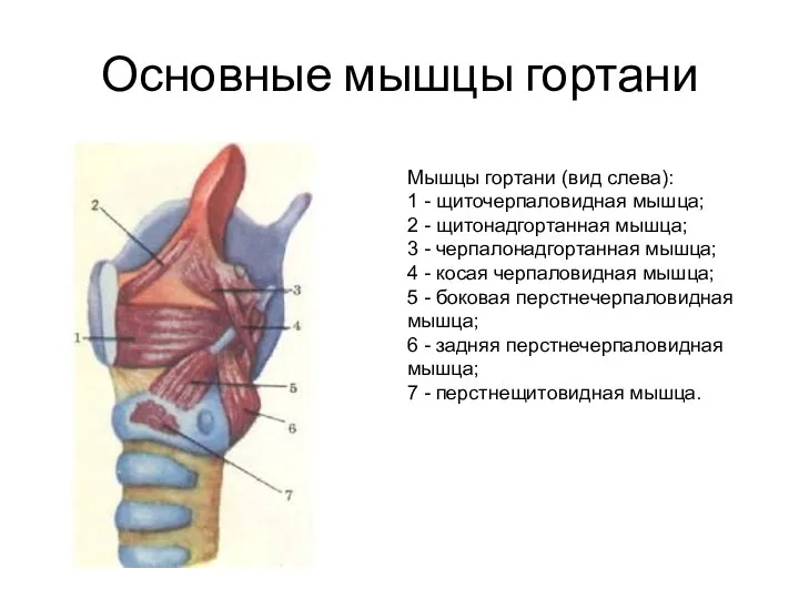 Основные мышцы гортани Мышцы гортани (вид слева): 1 - щиточерпаловидная