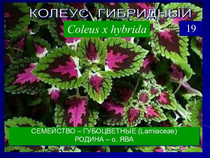 СЕМЕЙСТВО – ГУБОЦВЕТНЫЕ (Lamiaceae) РОДИНА – о. ЯВА КОЛЕУС ГИБРИДНЫЙ Coleus х hybrida 19