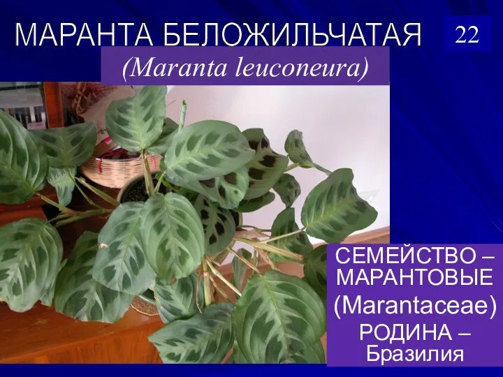 СЕМЕЙСТВО – МАРАНТОВЫЕ (Marantaceae) РОДИНА – Бразилия МАРАНТА БЕЛОЖИЛЬЧАТАЯ (Maranta leuconeura) 22