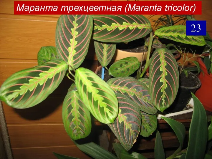 Маранта трехцветная (Maranta tricolor) 23