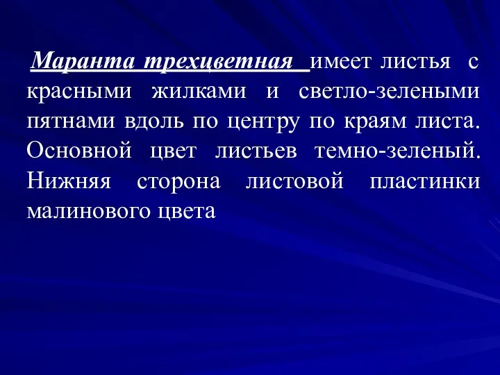 Маранта трехцветная имеет листья с красными жилками и светло-зелеными пятнами