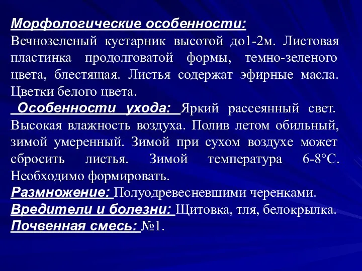 Морфологические особенности: Вечнозеленый кустарник высотой до1-2м. Листовая пластинка продолговатой формы,