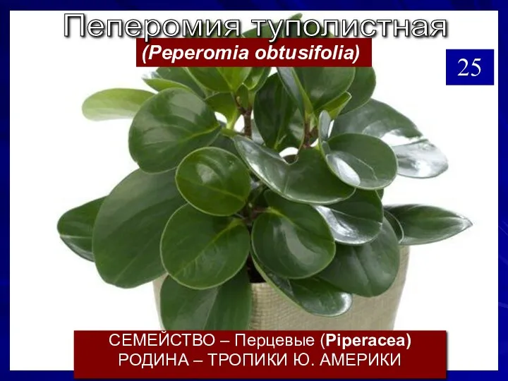 СЕМЕЙСТВО – Перцевые (Piperacea) РОДИНА – ТРОПИКИ Ю. АМЕРИКИ (Peperomia obtusifolia) Пеперомия туполистная 25