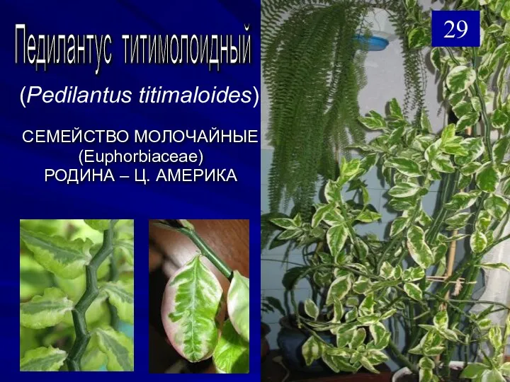 СЕМЕЙСТВО МОЛОЧАЙНЫЕ (Euphorbiaceae) РОДИНА – Ц. АМЕРИКА Педилантус титимолоидный (Pedilantus titimaloides) 29