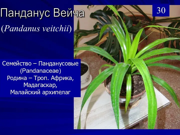 Панданус Вейча Семейcтво – Панданусовые (Pandanaceae) Родина – Троп. Африка, Мадагаскар, Малайский архипелаг (Pandanus veitchii) 30