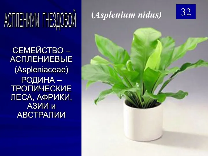 СЕМЕЙСТВО – АСПЛЕНИЕВЫЕ (Aspleniaceae) РОДИНА – ТРОПИЧЕСКИЕ ЛЕСА, АФРИКИ, АЗИИ