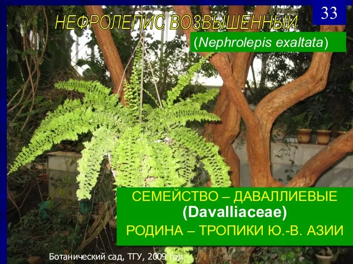 СЕМЕЙСТВО – ДАВАЛЛИЕВЫЕ (Davalliaceae) РОДИНА – ТРОПИКИ Ю.-В. АЗИИ НЕФРОЛЕПИС