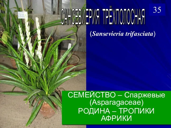 СЕМЕЙСТВО – Спаржевые (Asparagaceae) РОДИНА – ТРОПИКИ АФРИКИ САНСЕВИЕРИЯ ТРЁХПОЛОСНАЯ (Sansevieria trifasciata) 35