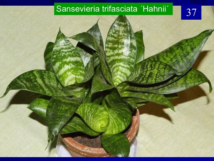 Sansevieria trifasciata ´Hahnii´ 37