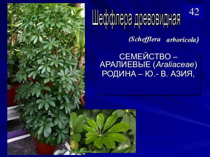 СЕМЕЙСТВО – АРАЛИЕВЫЕ (Araliaceae) РОДИНА – Ю.- В. АЗИЯ, Шеффлера древовидная (Schefflera arboricola) 42