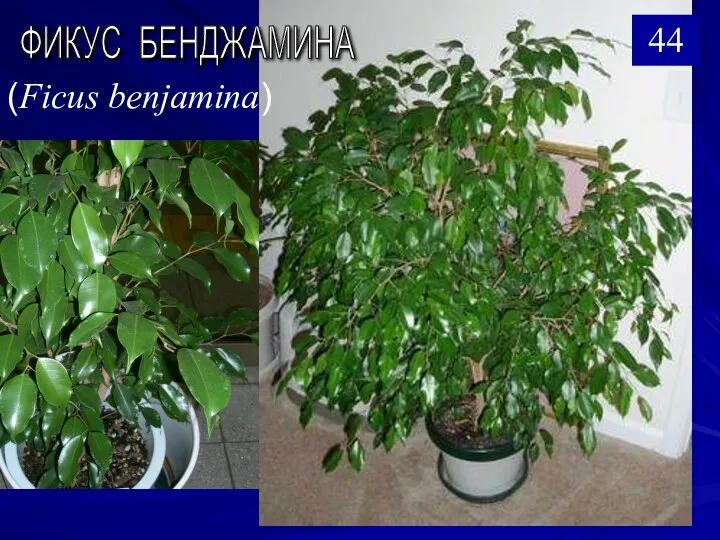 ФИКУС БЕНДЖАМИНА (Ficus benjamina) 44