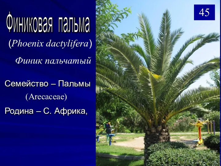 Семейство – Пальмы Родина – С. Африка, Финиковая пальма (Arecaceae) (Phoenix dactylifera) Финик пальчатый 45