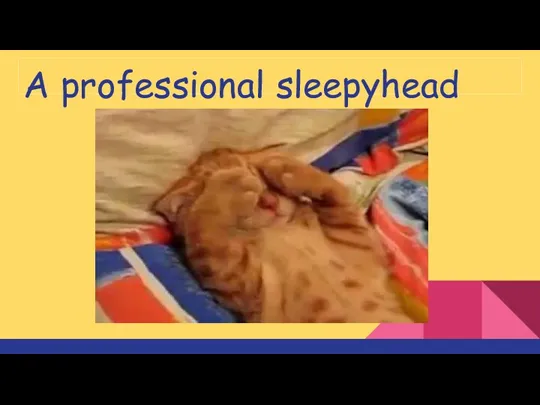 A professional sleepyhead