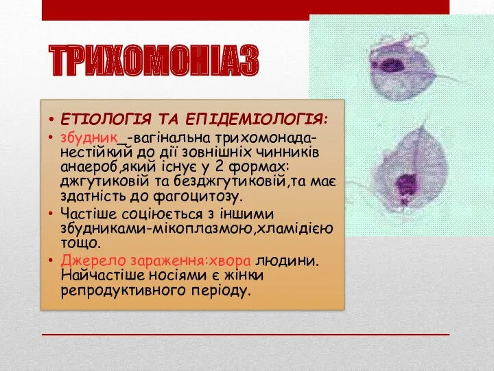 ТРИХОМОНІАЗ ЕТІОЛОГІЯ ТА ЕПІДЕМІОЛОГІЯ: збудник_-вагінальна трихомонада-нестійкий до дії зовнішніх чинників