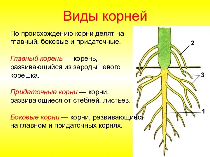 По происхождению корни делят на главный, боковые и придаточные. Главный корень — корень,