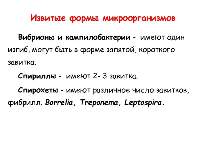 Извитые формы микроорганизмов Вибрионы и кампилобактерии - имеют один изгиб,