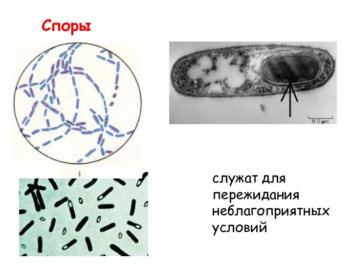 Споры служат для пережидания неблагоприятных условий